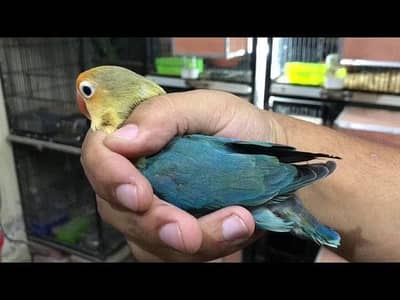 cocktail nd love bird pair