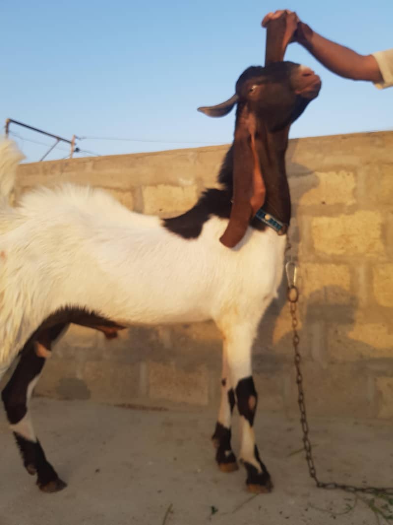 bakraa 2