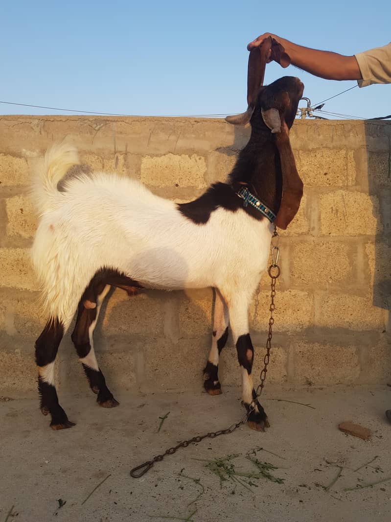 bakraa 3