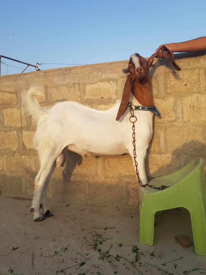 bakraa 4