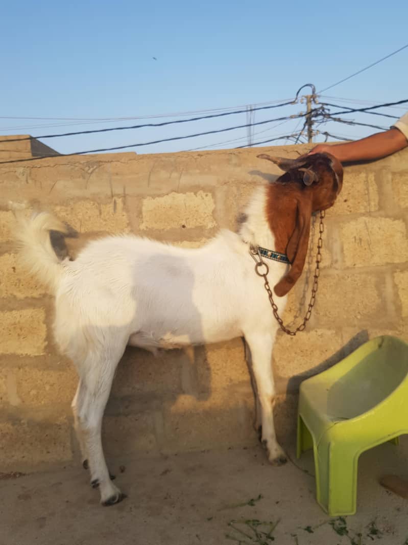 bakraa 5