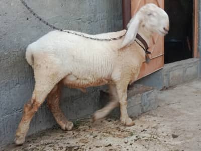 Pure larkana dumba sell. 03170080912