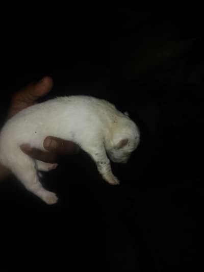 triple coat rassin dog puppy