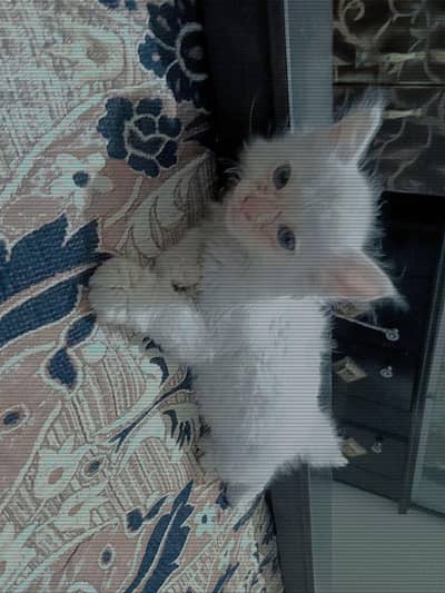 Persian Cat age 4 month