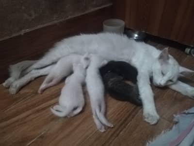 best cat