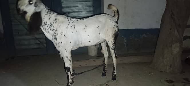Qurbani ka bakra, Beautiful healthy bakra for Qurbani 2026