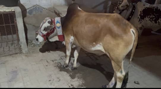 2 dath bachra
