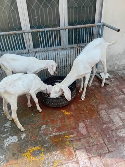 goats for sale 1 maa 2 bacha