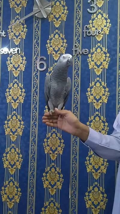 African Congo Gray handtame talking