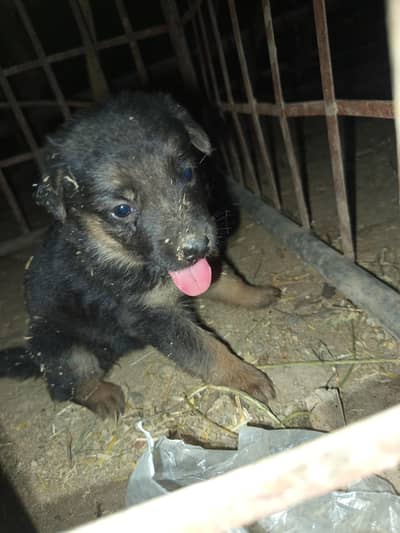German shepherd Female for sale