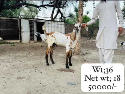 Qurbani Bakra sale