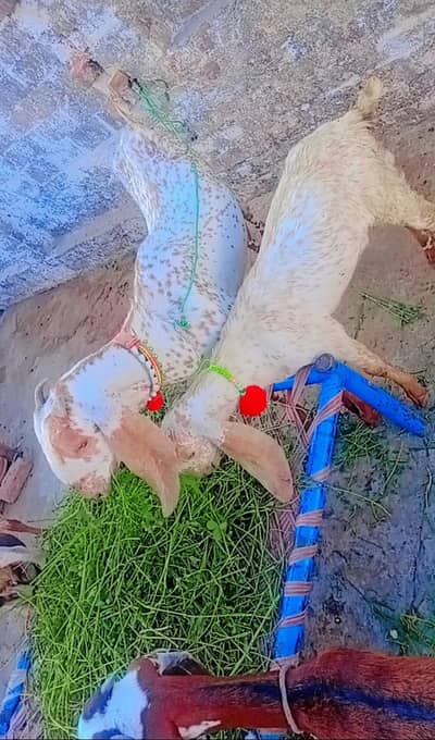 Makha Cheeni Nasal Ki Bakri Apne 6 Months Ke Bachay Ke Sath For Sale