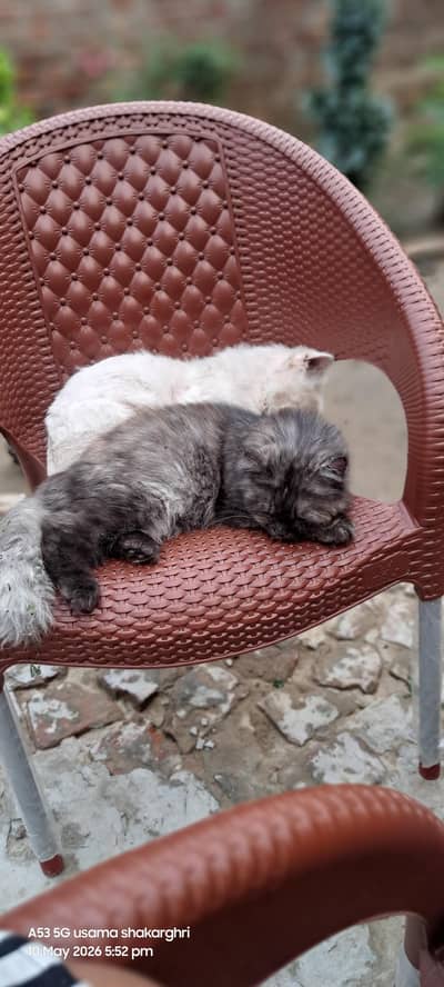 two cat persion male and female white male