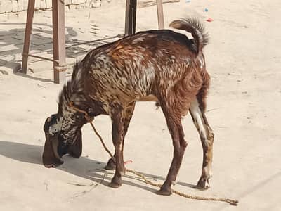 Qurbani Bakra for sale gr ka Pela hua