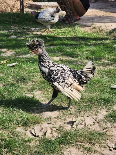 Fancy Hens for sale
