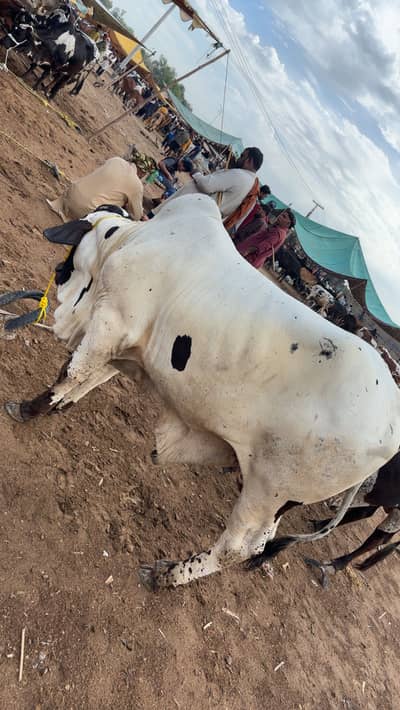 Cow for sale