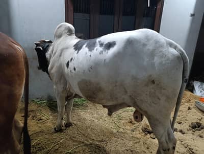 bull / bachra / wacha / desi bachre / qurbani Ka janwar/ qurbani 2026