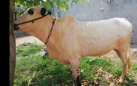 Fatijangi Bull for sale