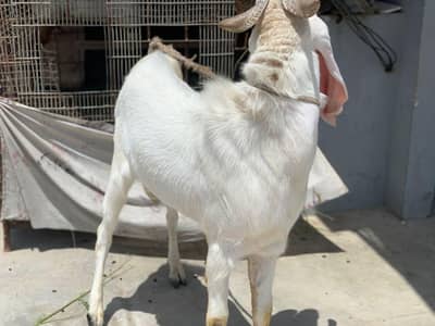 gulabi cross bakra