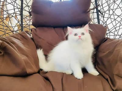 Persian cat for sale my WhatsApp number  03703659905