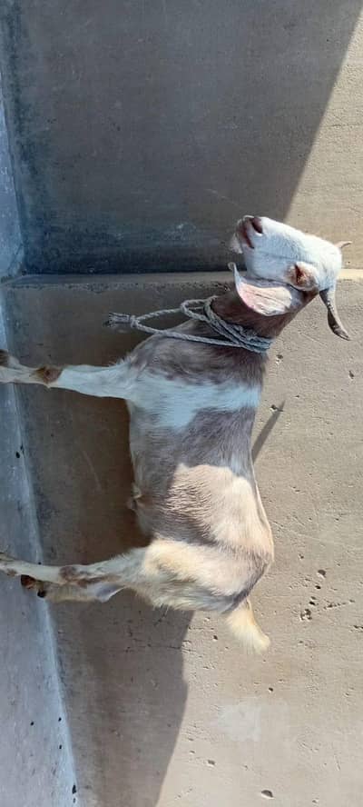 Healthy Qurbani Goat For Sale