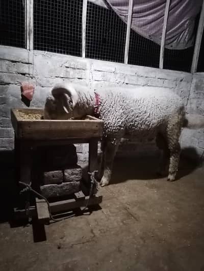 bakry | goat | Goat | bakra | sheep | Breader | bakry | بکرا