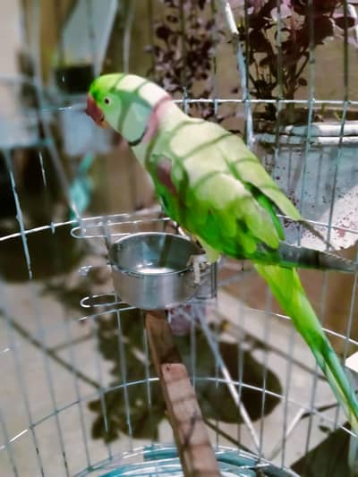 Green Raw Parrot for Sale – Healthy & Active