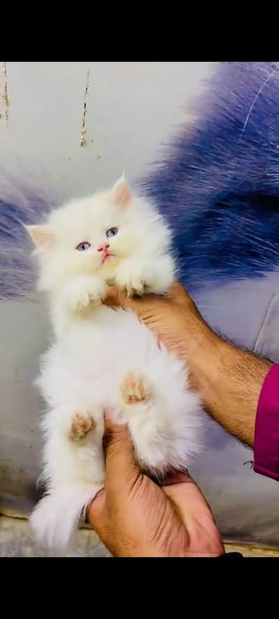 pure Persian cats vaccinated triple coated/WhatsApp 03316360929