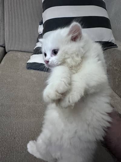 Persian Kitten Female For Sale