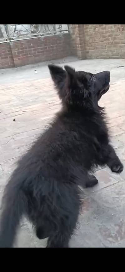 Black German shepherd long coat male puppy vaccinated