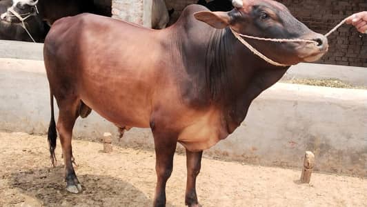 khubsurat 2 daant k Qurbani k Janwer