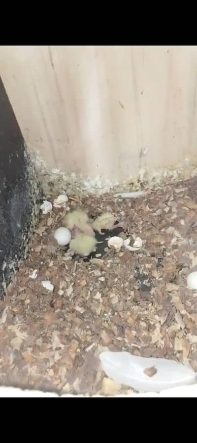 cocktail parrot pair for sale