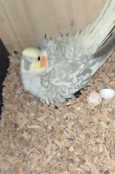 cocktail parrot pair for sale Whatsapp num 03005534192