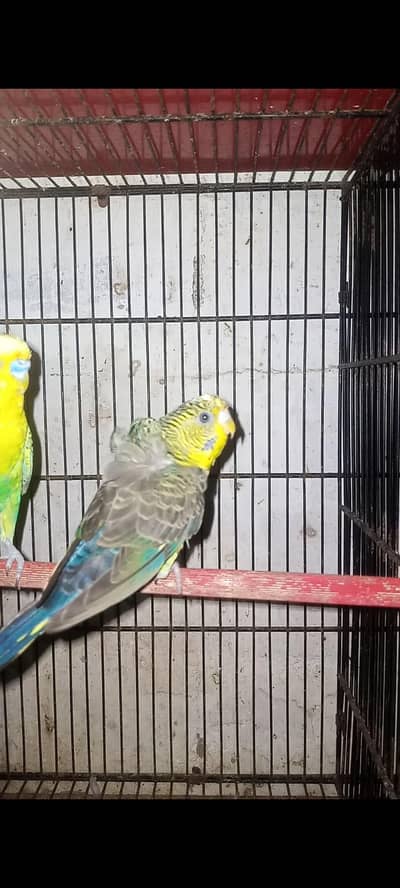 black wings hogoroomo pair split black face hogoroomo