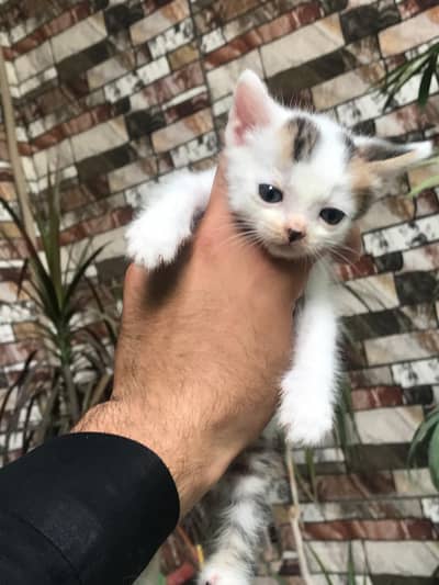 Cat / kitten / persian kitten