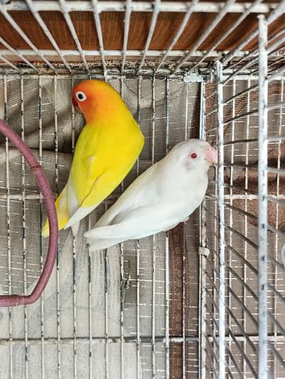 1 Breeder Pair & 2 Pcs Paper White Albino Red Eye