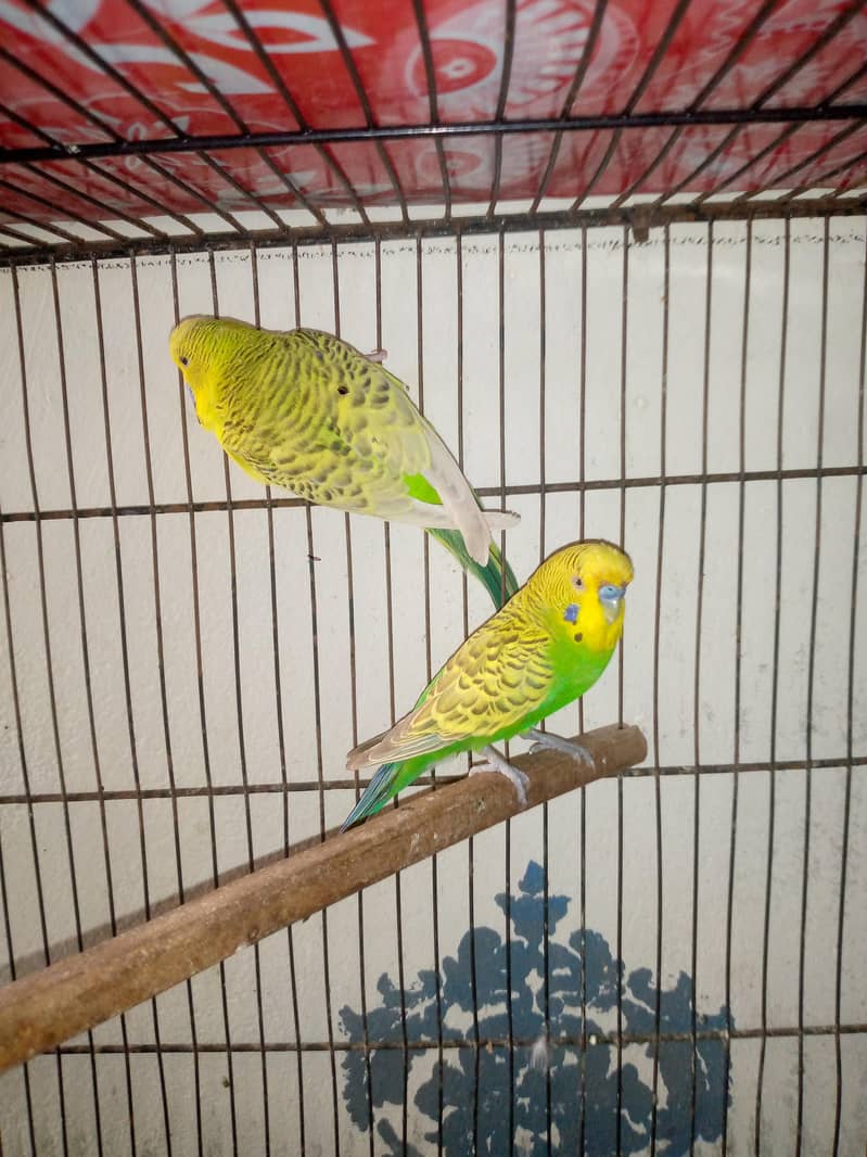 exi working pair 1