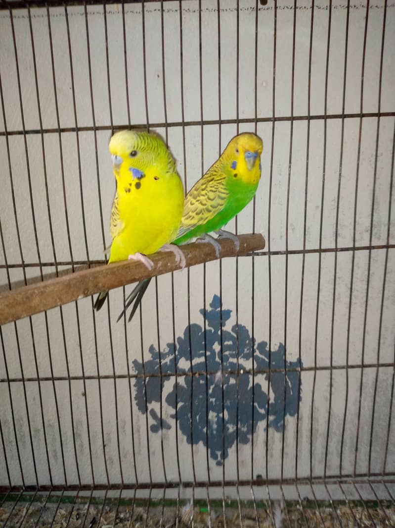 exi working pair 2
