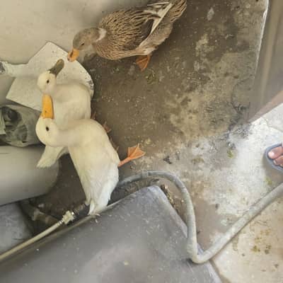 Ducks for sale