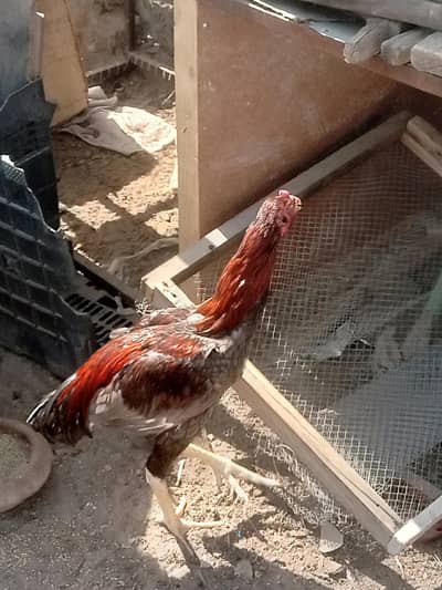 black Pakistani junglee