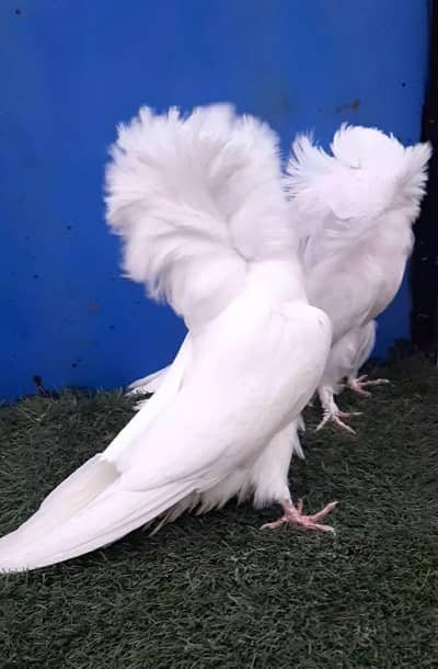 Jacobin chicks available