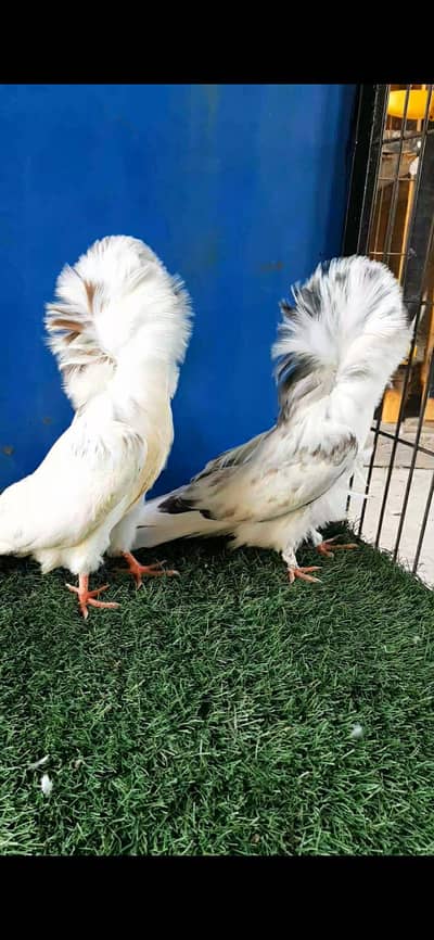 Jacobin chicks available