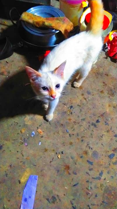 Siamese cat