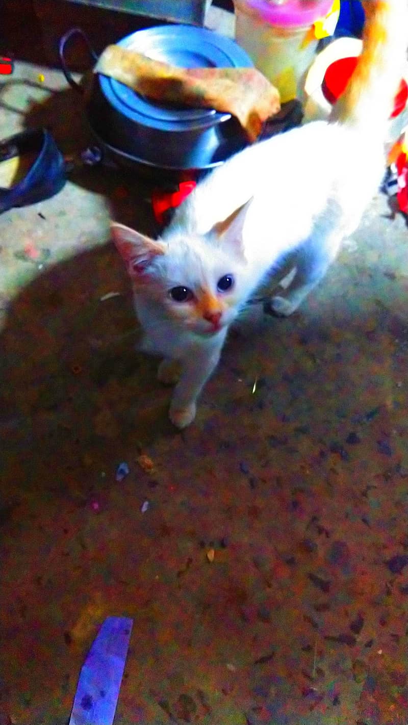 Siamese cat 1