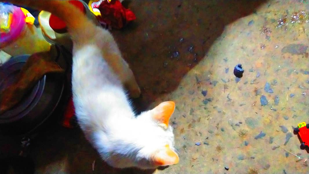 Siamese cat 3