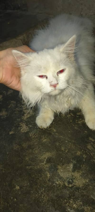 Persian Kitten for Sale