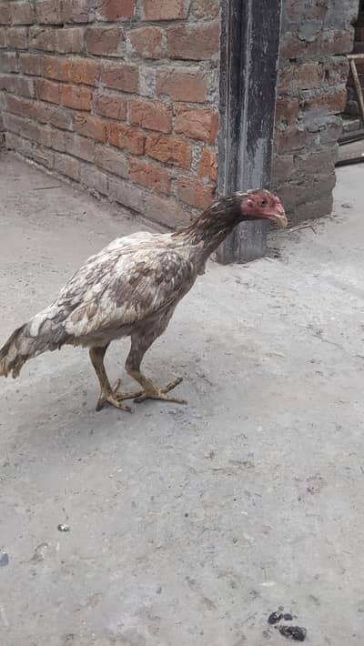 Aseel murgi Andy wali