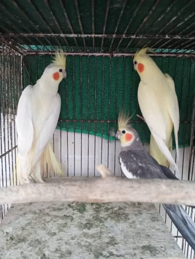 Coakatiel Parrot | 2  Red eyes Cream | 1 Gray