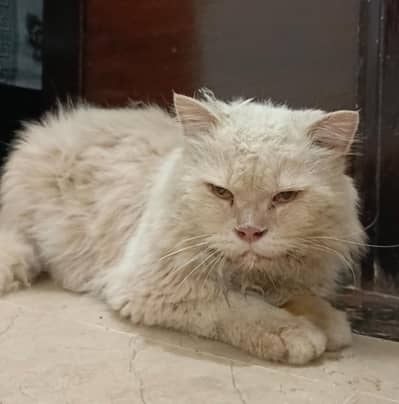 Persian Tom sale