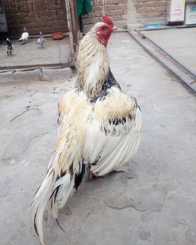 aseel mianwali murga